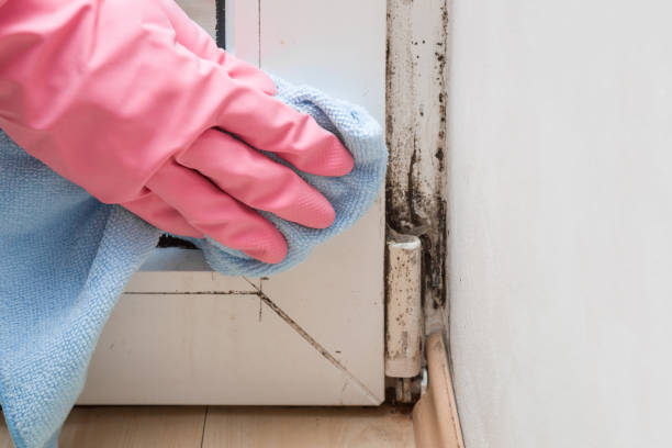 Professional Mold Inspection, Removal & Remediation in Statesboro, GA